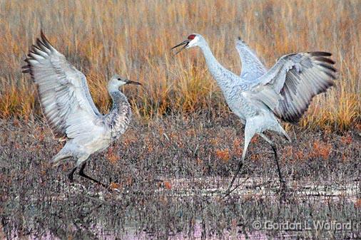 Family Dispute_73714.jpg - Sandhill Cranes (Grus canadensis) photographed in the Bosque del Apache National Wildlife Refuge near San Antonio, New Mexico USA. 